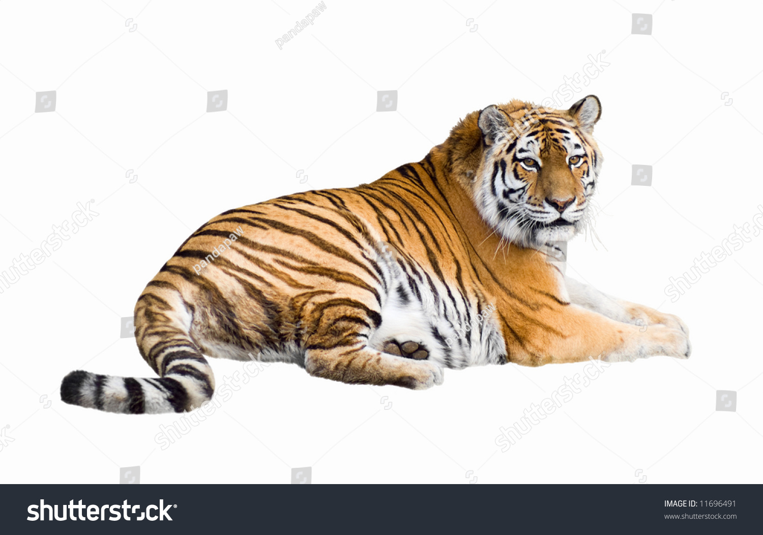 Siberian Tiger Lying Isolated On White Stock Photo 11696491 : Shutterstock