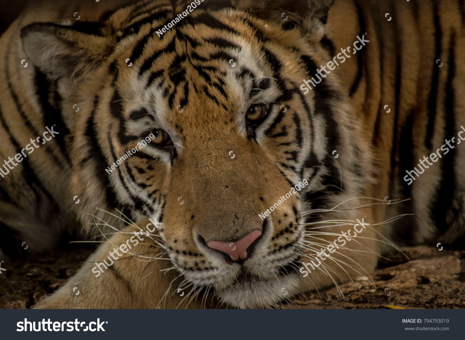 Siberian Tiger Panthera Tigris Habitat Centenario Stock Photo 794793019 ...