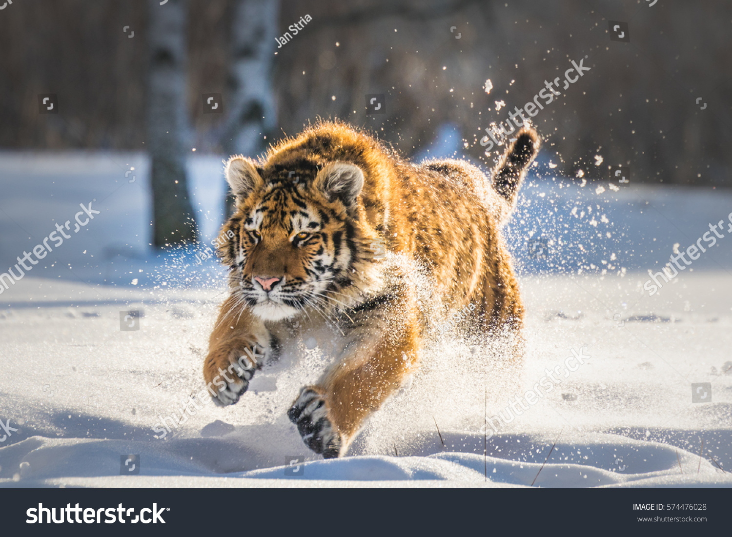 雪の中を走るシベリアの虎 この雄大な動物の美しくダイナミックで力強い写真 この素晴らしい動物の典型的な環境を舞台にした 鳥と牧草地 の写真素材 今すぐ編集