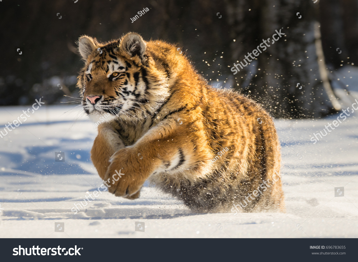 雪の中を走るシベリアの虎 この雄大な動物の美しくダイナミックで力強い写真 この素晴らしい動物の典型的な環境を舞台にした 鳥と牧草地 の写真素材 今すぐ編集