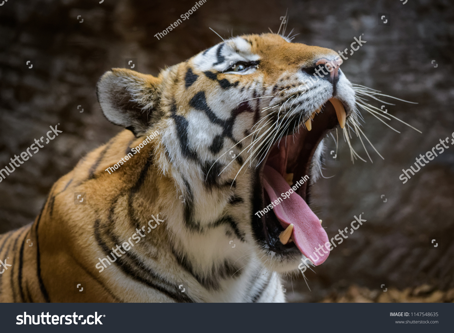 Siberian Tiger Yawning Stock Photo (Edit Now) 1147548635