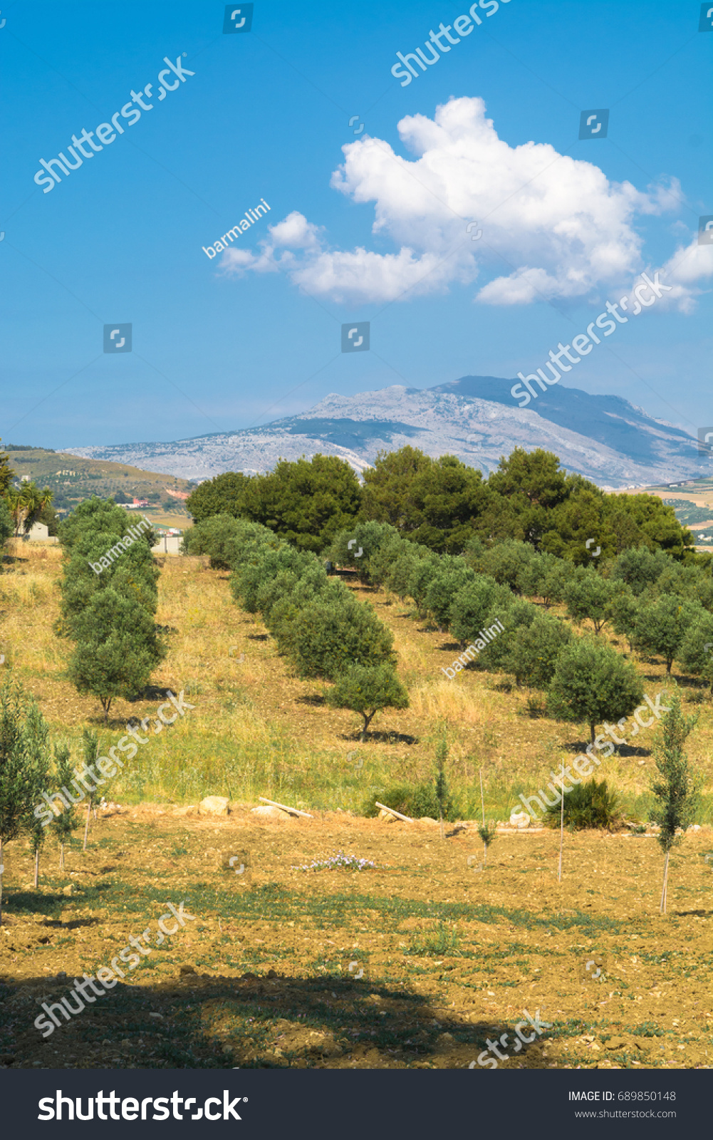 Sicilian Landscape Olive Trees Olive Garden Stock Photo Edit Now