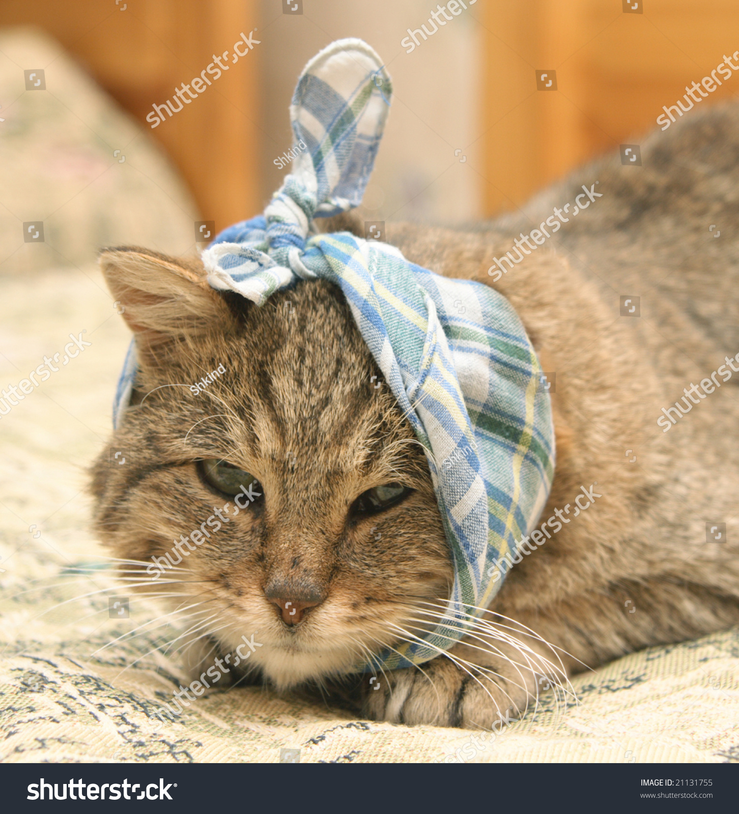 Sick Cat Checkered Bandage On Head Stock Photo Edit Now 21131755