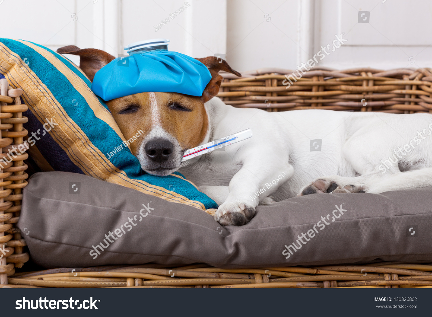 Sick Ill Jack Russell Dog Bed Stock Photo (Edit Now) 430326802