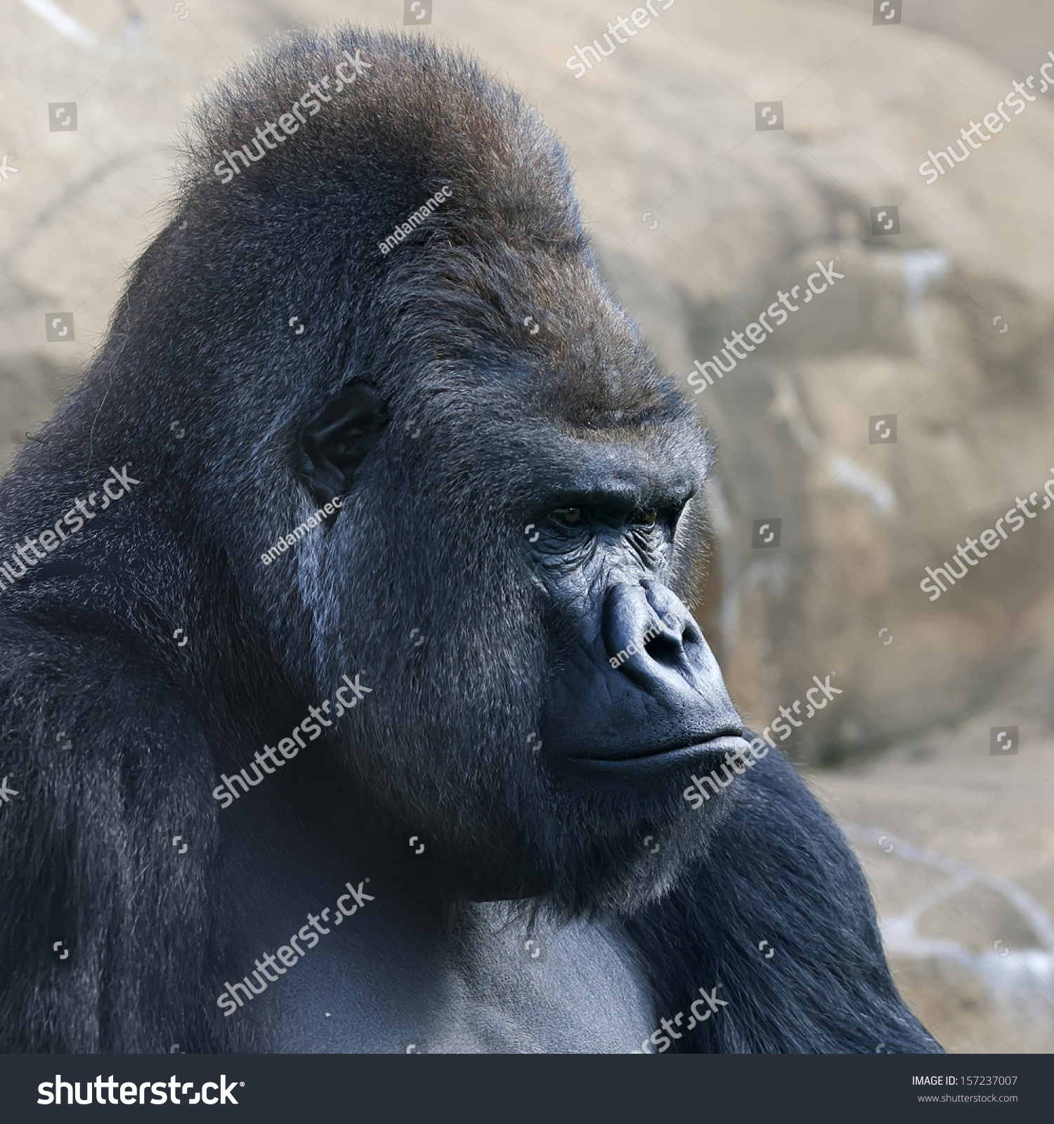 Side Face Portrait Gorilla Male Severe Stock Photo 157237007 - Shutterstock