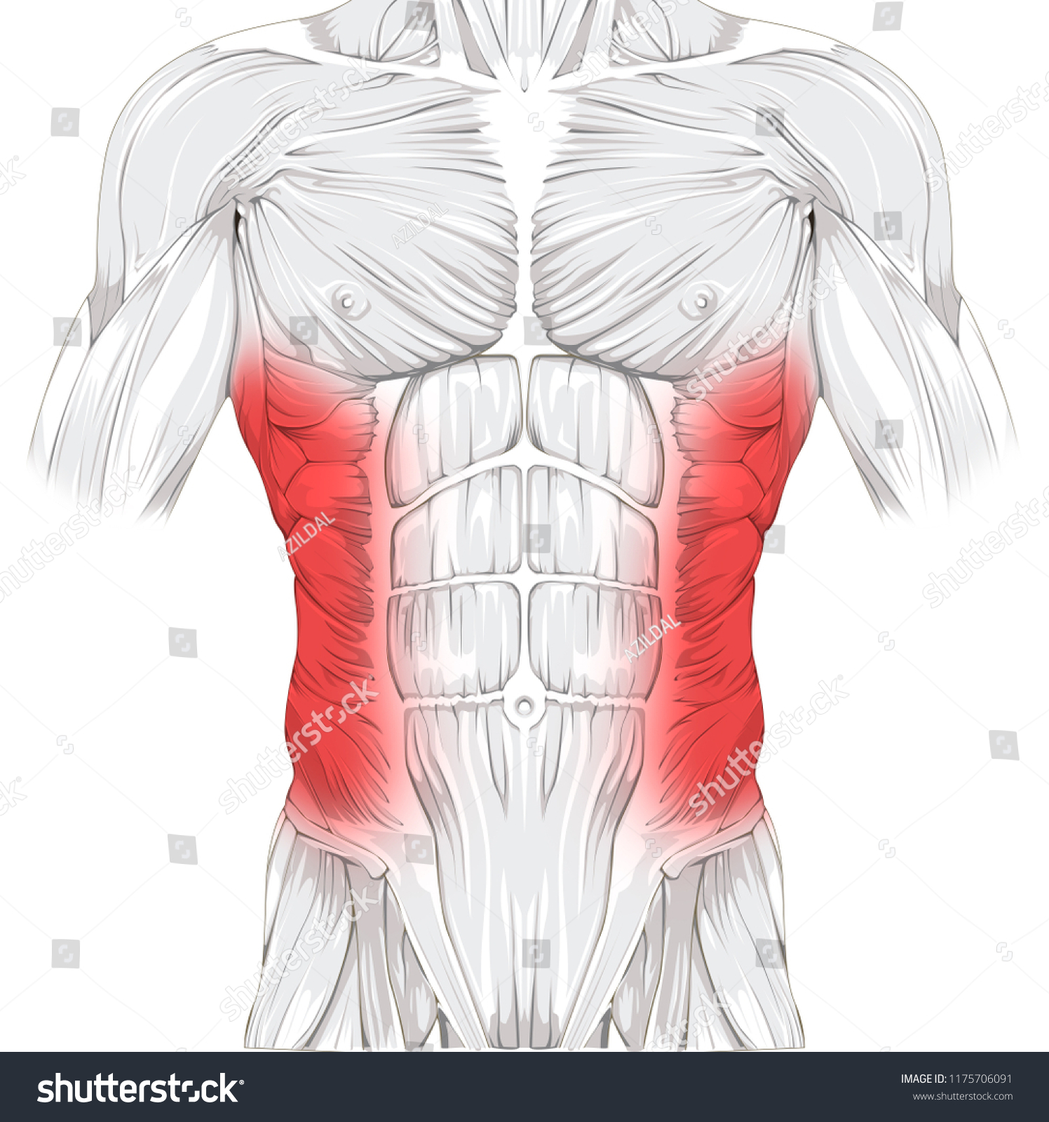 Side Strain Abdominal Illustration Side Pain Stock Illustration ...