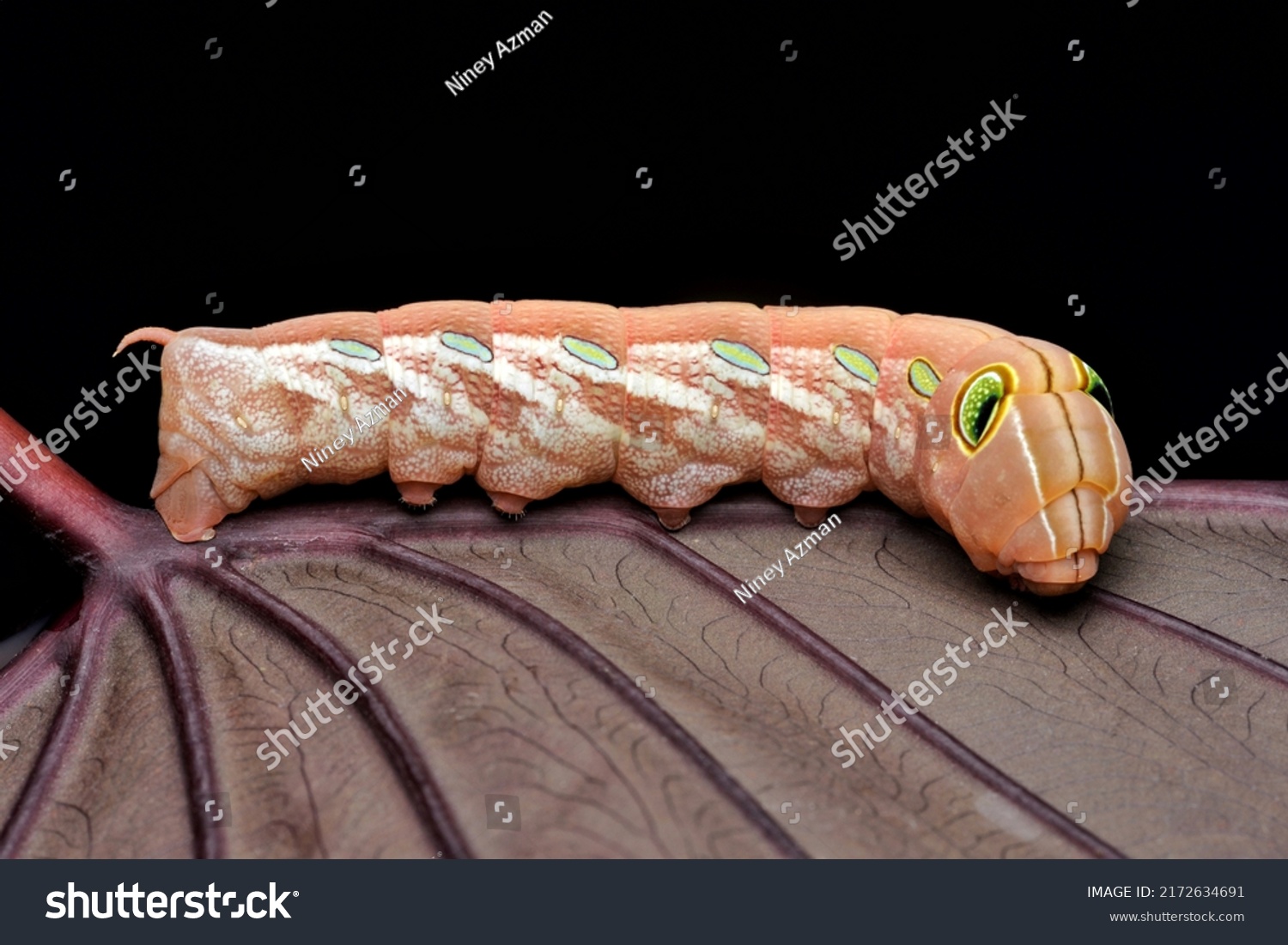 Side View Big Eyed Orange Caterpillat Stock Photo 2172634691 | Shutterstock