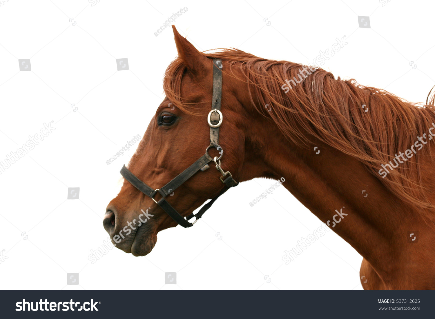 6,080 Horse head side view Images, Stock Photos & Vectors | Shutterstock