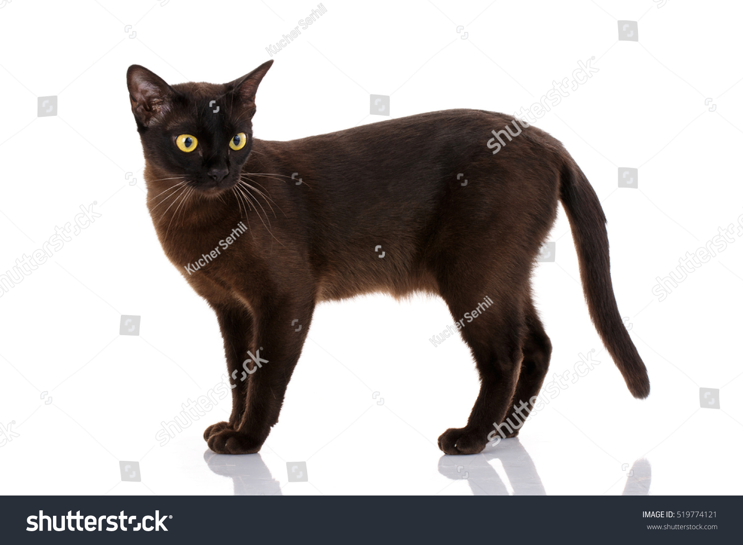 Side View Black Cat Walking Isolated Stock Photo (Edit Now) 519774121