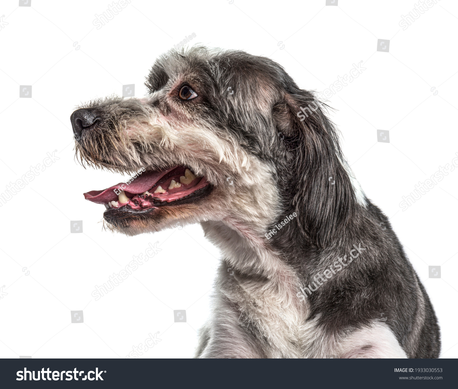  Light Gray Classic  Template Design Featuring Side View of a Old Grey Crossbreed