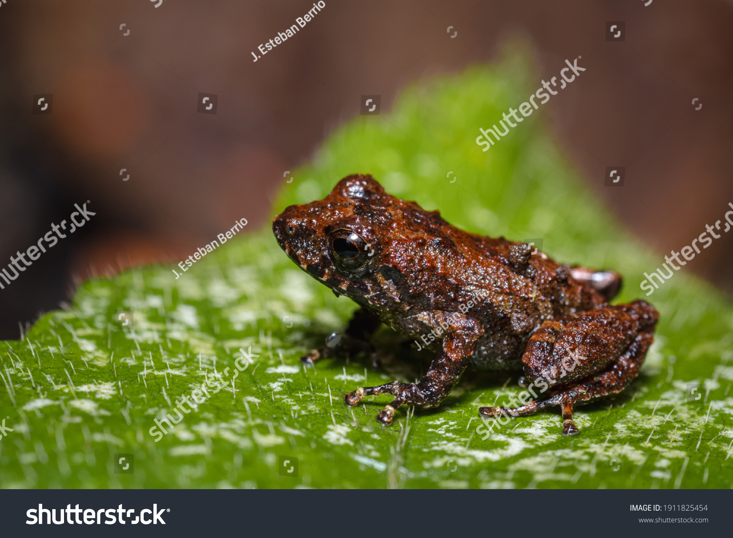 Side View Tiny Frog Stock Photo 1911825454 | Shutterstock