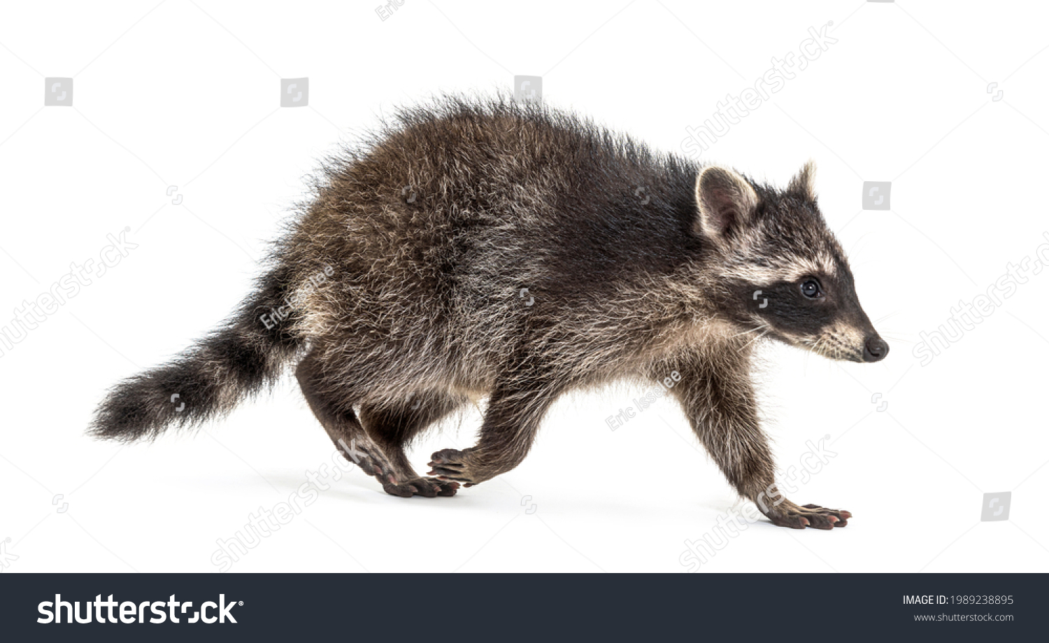 572 Running raccoon Images, Stock Photos & Vectors | Shutterstock