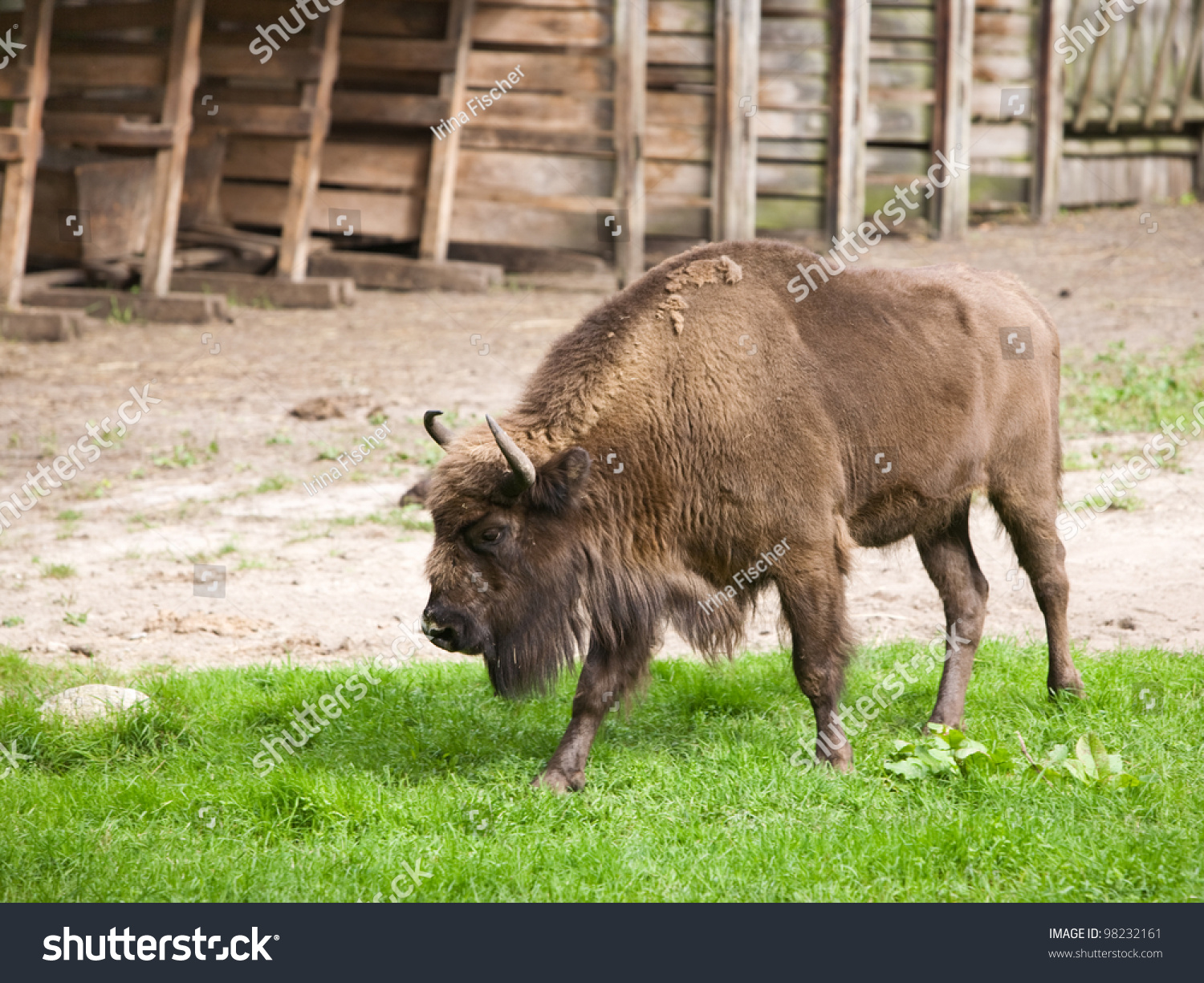 Side View American Bison By Grazing Stock Photo 98232161 - Shutterstock