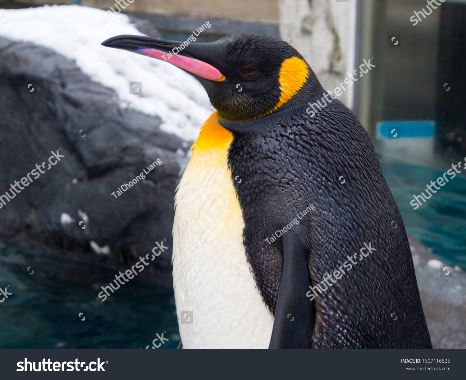 Side View Emperor Penguin Head Shot Stock Photo 1607116825 Shutterstock