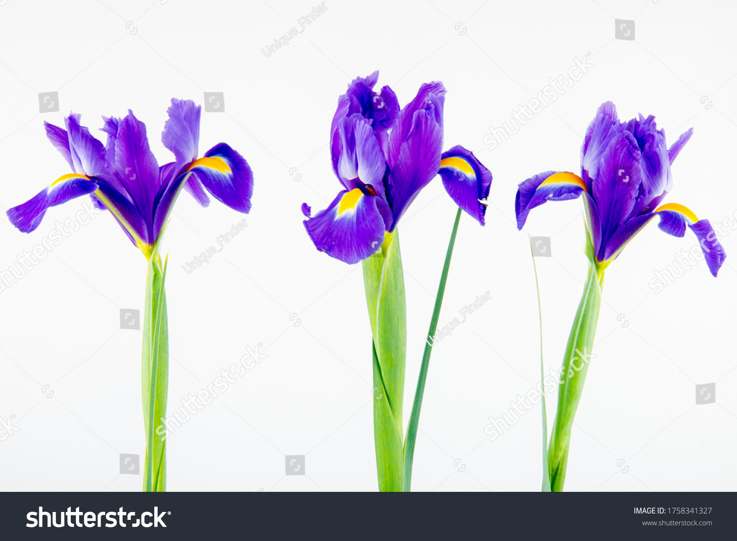 Three Iris Flowers Isolated On White Stock Photo 20 ...