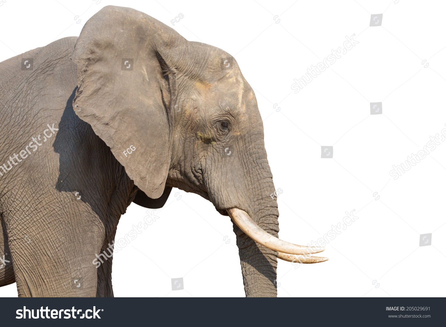 Side View Elephant Head On White Stock Photo (Edit Now) 205029691