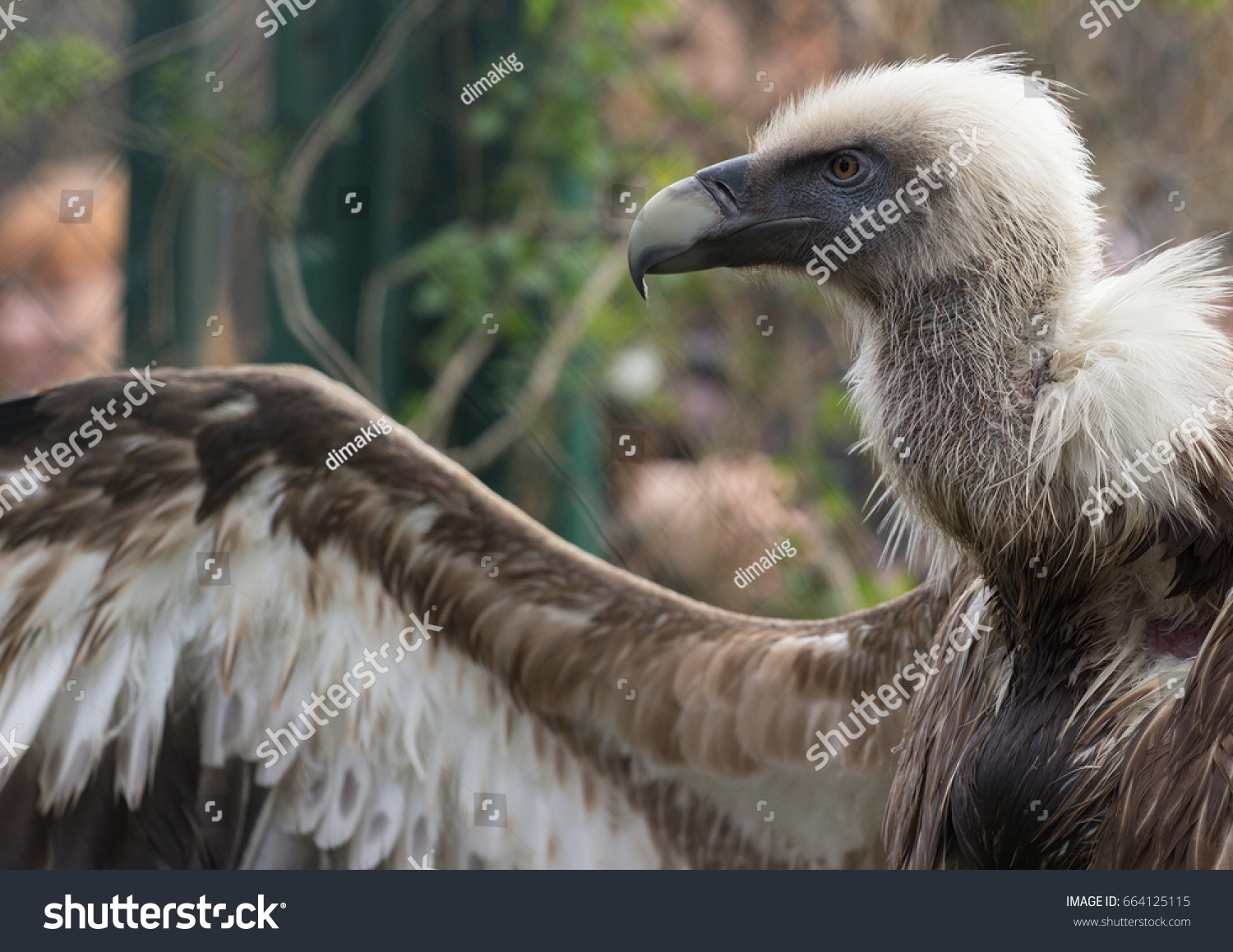 Side View Griffons Vulture Head Neck Stock Photo 664125115 | Shutterstock