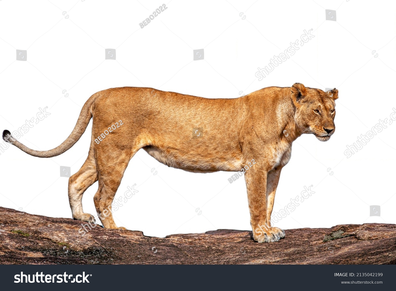 Side View Lioness Against White Background Stock Photo 2135042199 ...