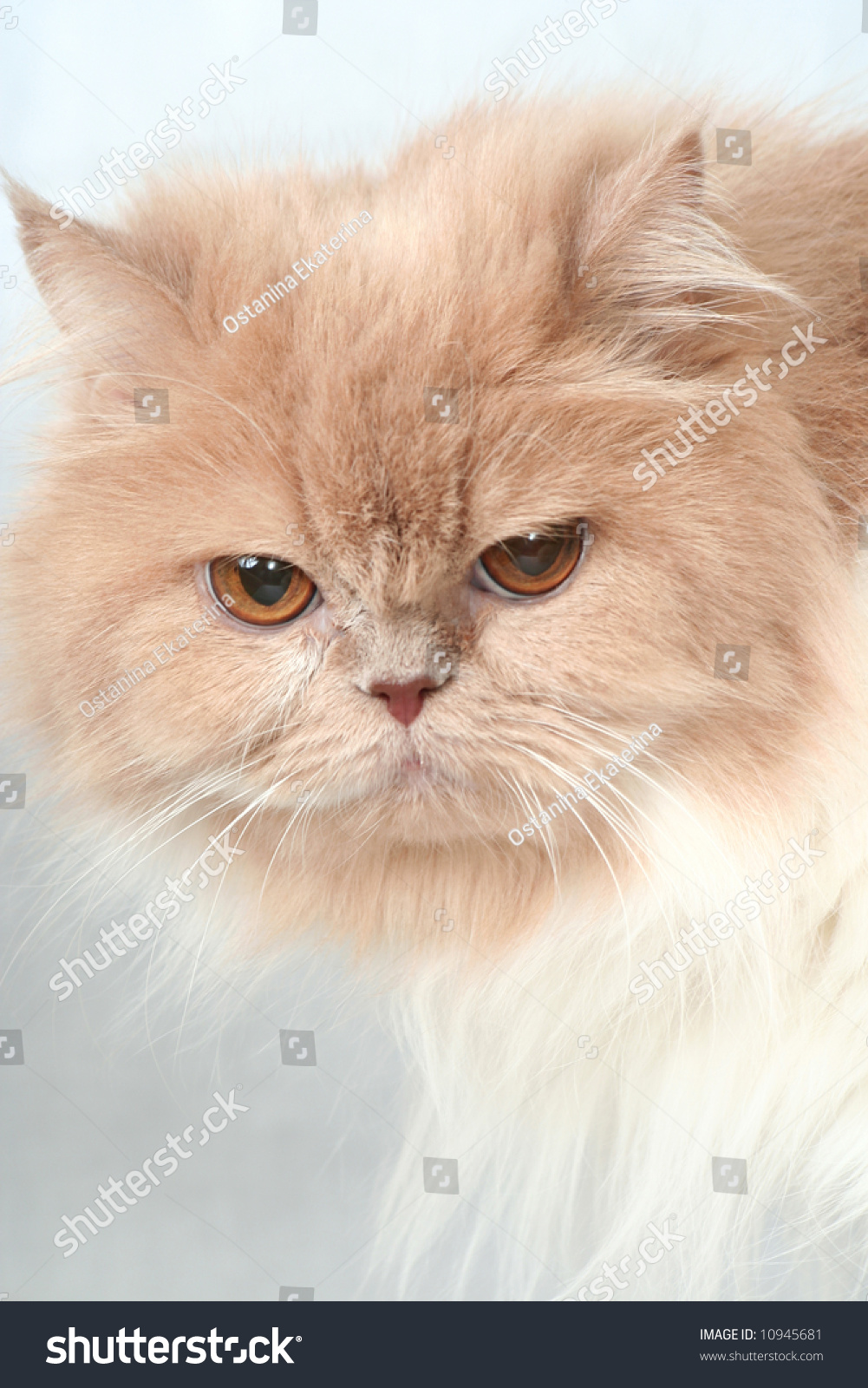 Sight Beige Nice Fluffy Cat Stock Photo 10945681 - Shutterstock