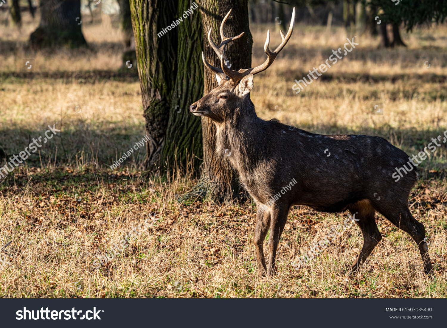 native deer