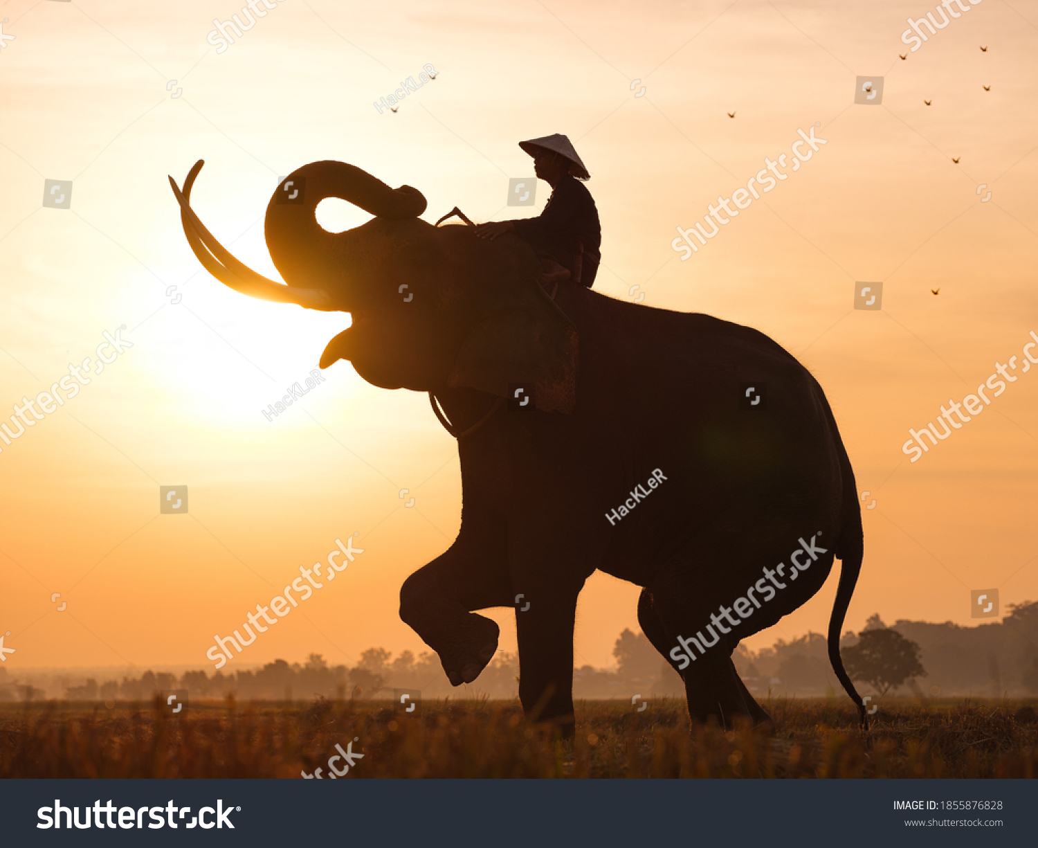 Silhouette Elephants Rice Fields Stock-foto nu) 1855876828