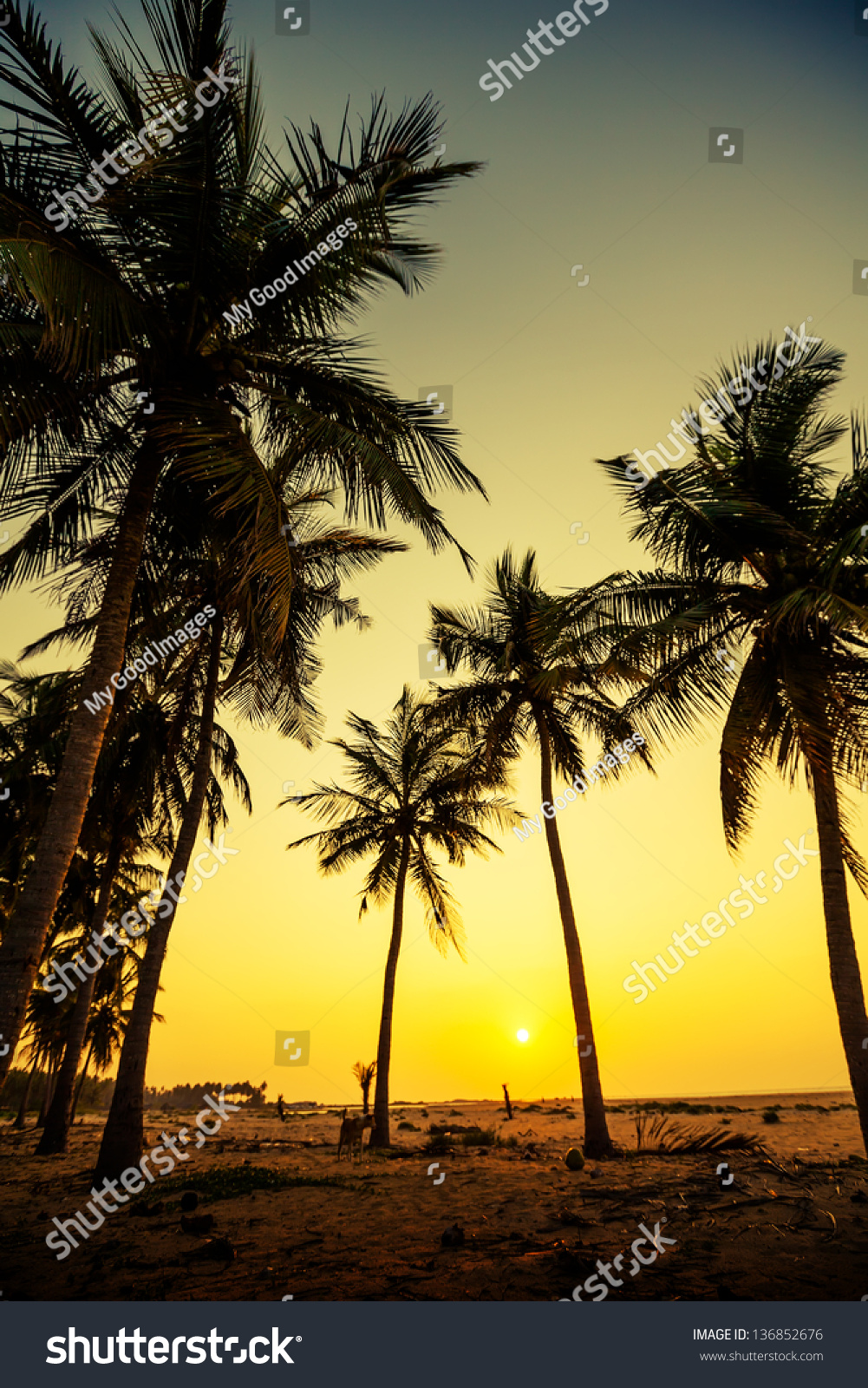 Silhouette Od Palm Trees Seashore Sri Stock Edit Now