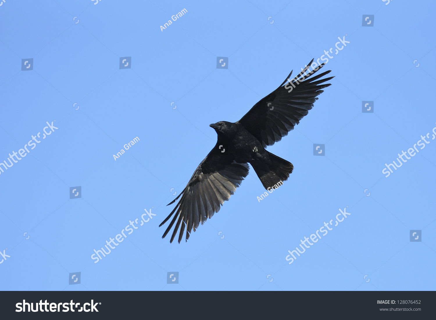 Silhouette Of A Crow With Wide-Spread Wings Isolated Against Blue Sky ...