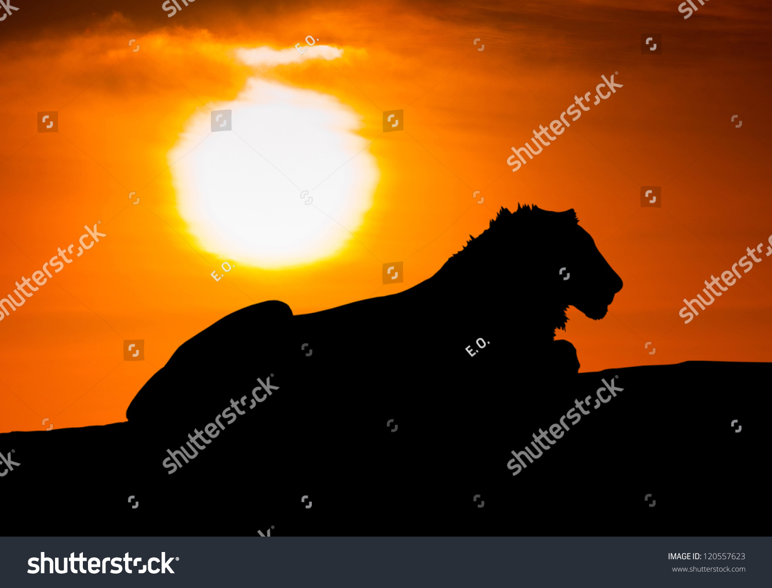 Silhouette Of A Lion Against The African Sunset Stock Photo 120557623 ...