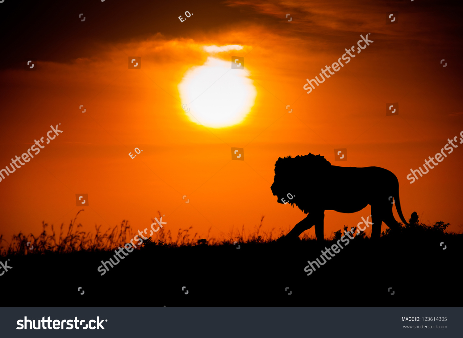 Silhouette Lion Against African Sunset Stock Photo 123614305 | Shutterstock