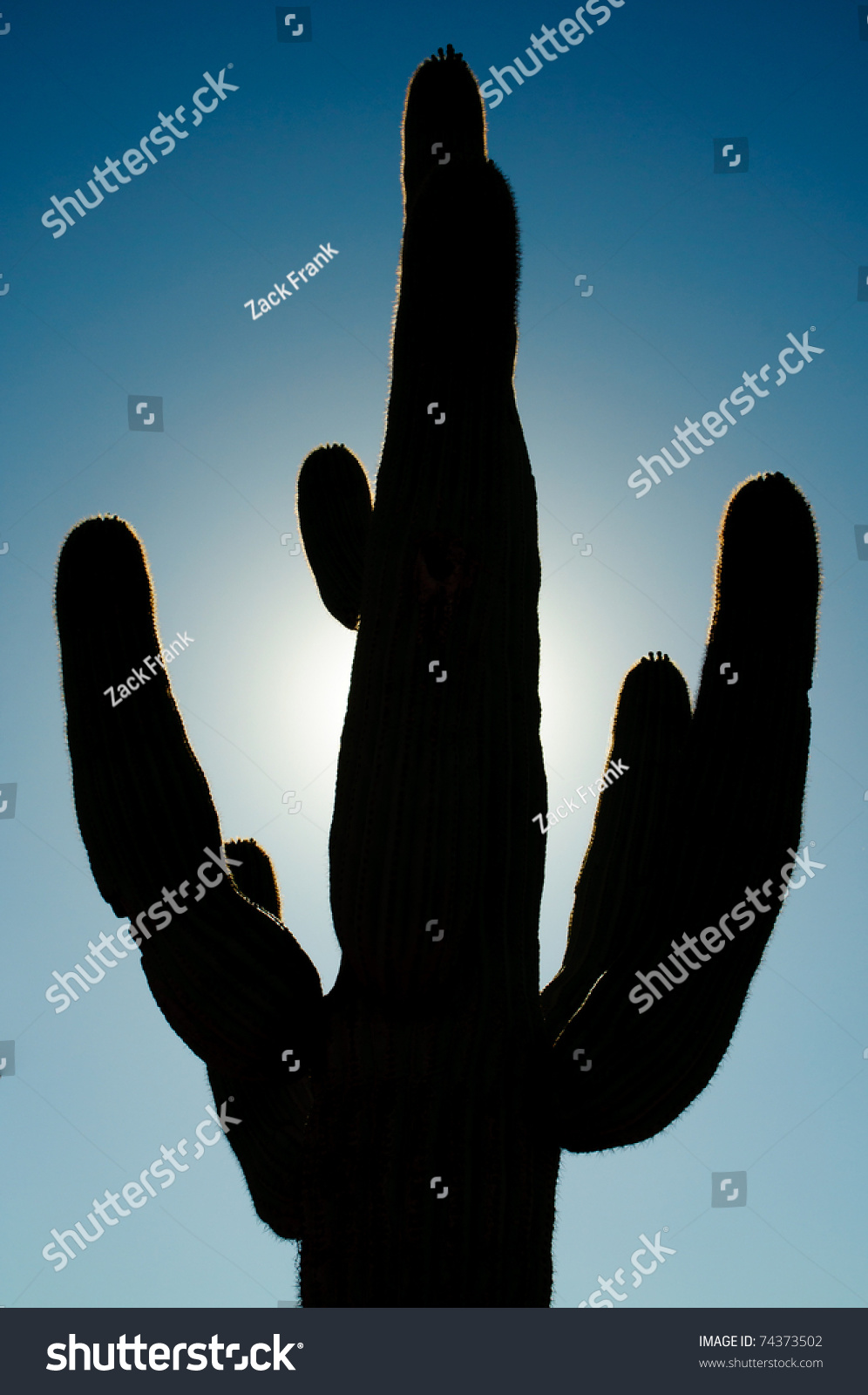 Silhouette Of A Saguaro Cactus Stock Photo 74373502 : Shutterstock