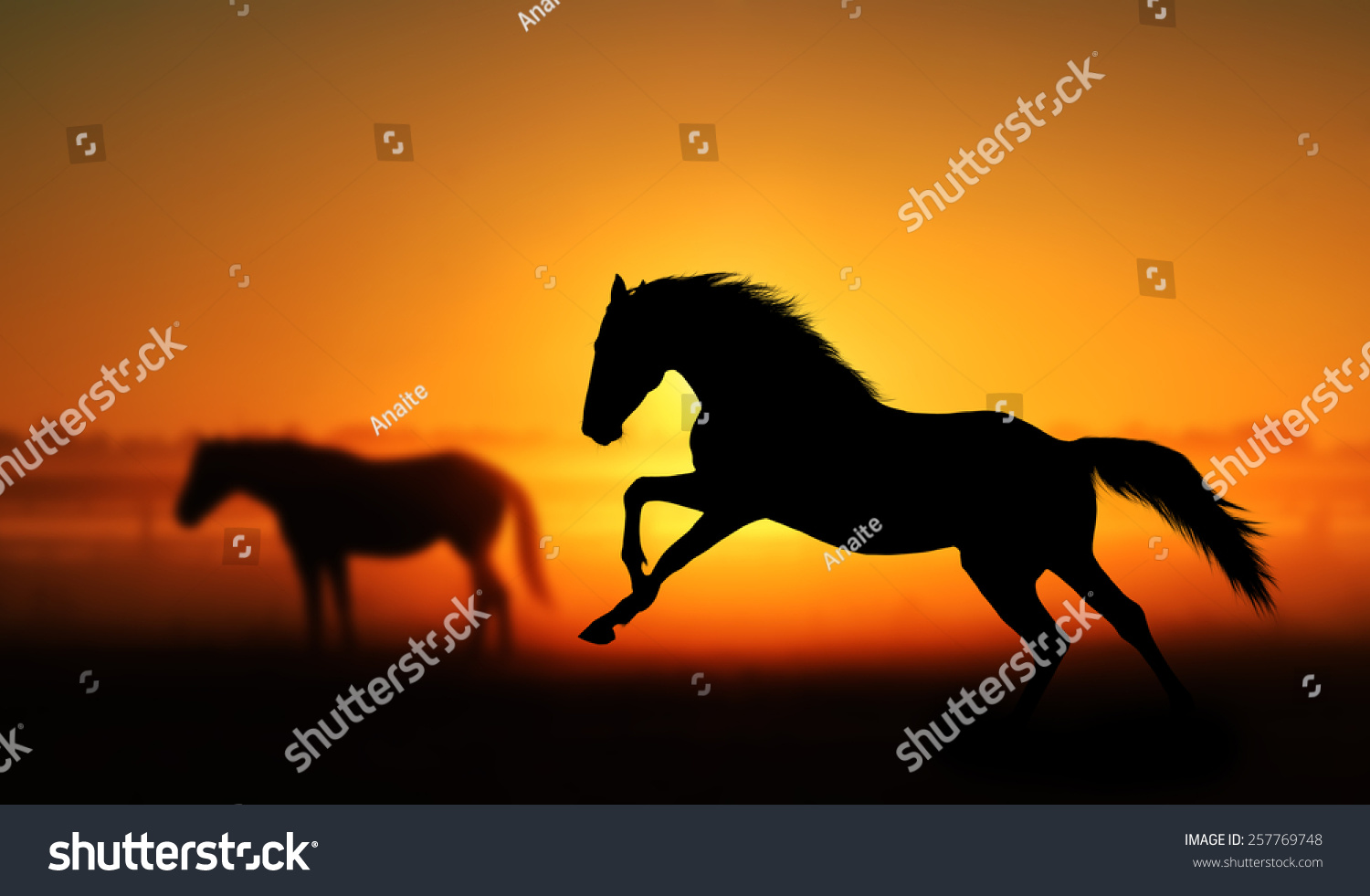 Silhouette Beautiful Horse On Background Sunrise Stock Photo