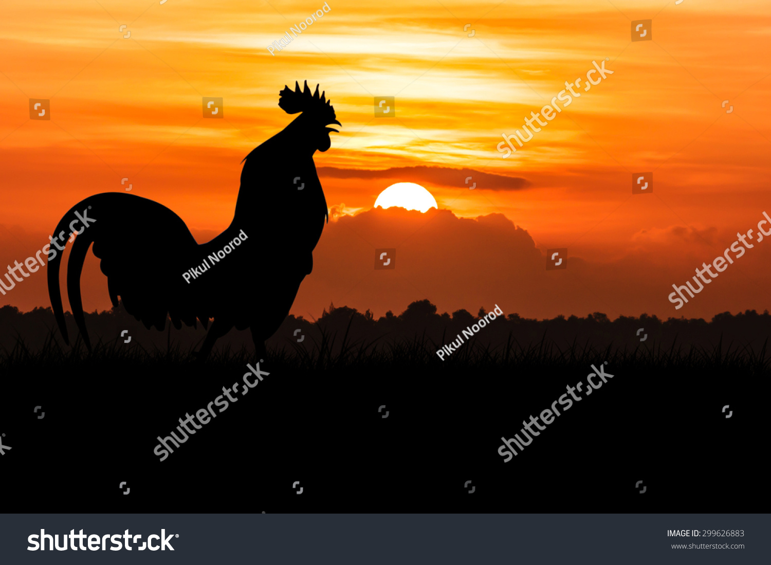 Silhouette Roosters Crow On Lawn On Stock Photo 299626883 - Shutterstock