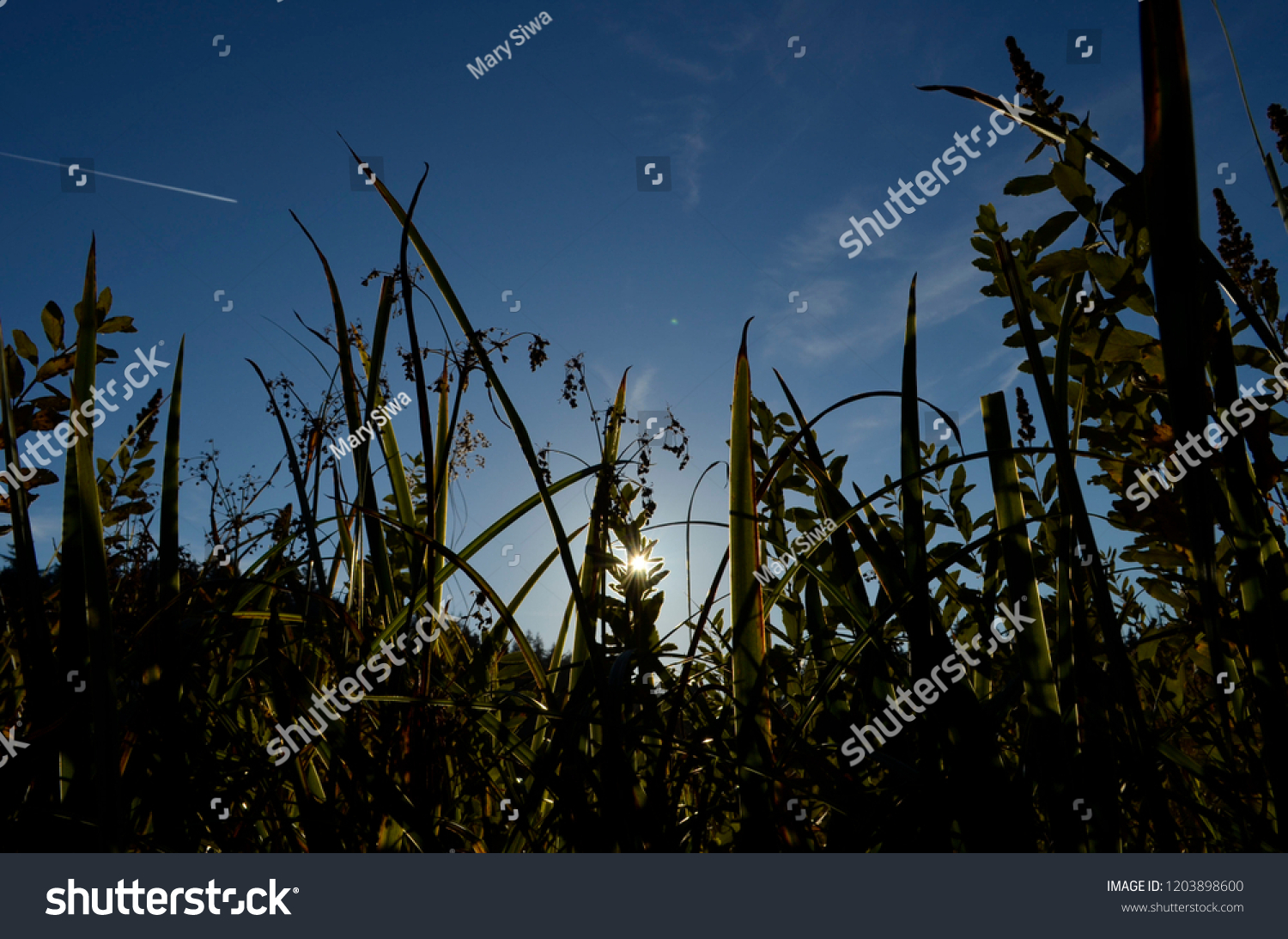 Silhouette Photography Nature Low Angle Shot Stock Photo Edit Now