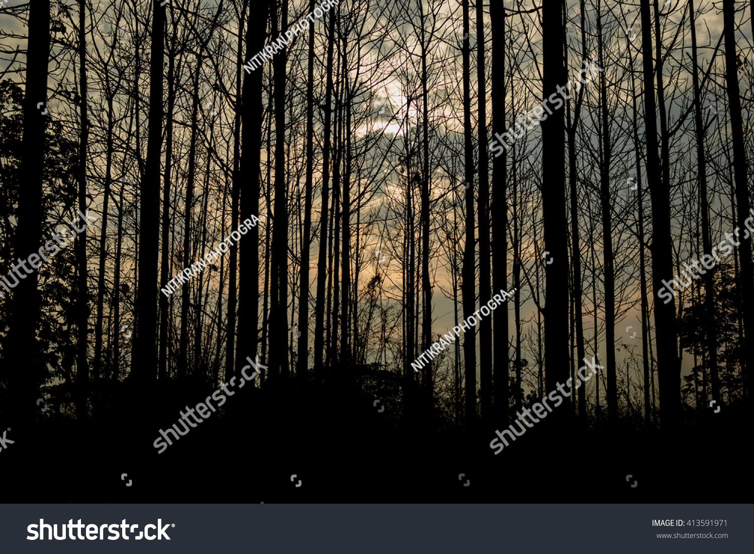 Silhouette Streak Of Trees Stock Photo 413591971 : Shutterstock