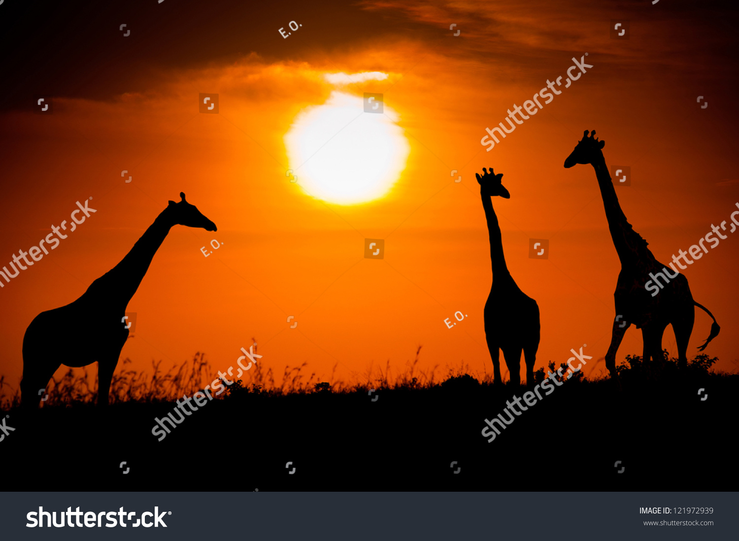 Silhouettes Of Three Giraffes Against The African Sunset Stock Photo ...