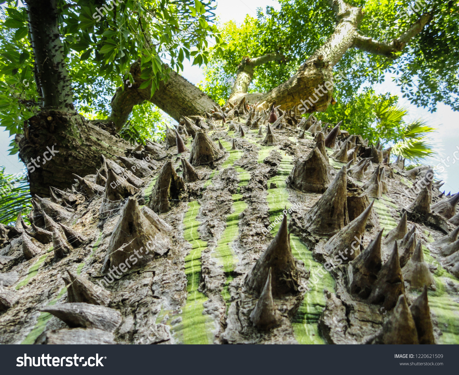 Silk Floss Tree Ceiba Speciosa Bark Stock Photo Edit Now