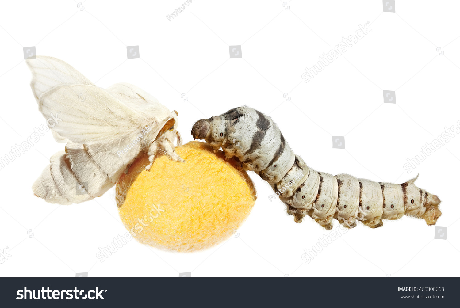 Silkworm Bombyx Mori Larva Caterpillar Butterfly Stock Photo (Edit Now ...