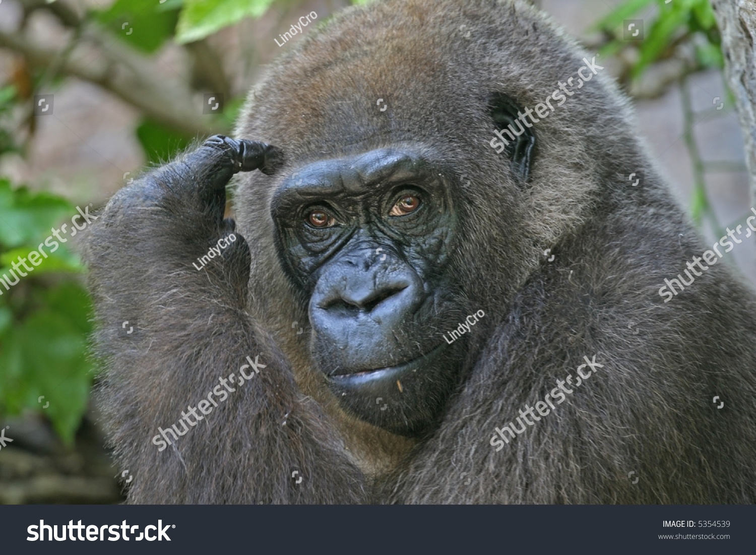 Silver Back Gorilla Pointing To His Head. Stock Photo 5354539 ...