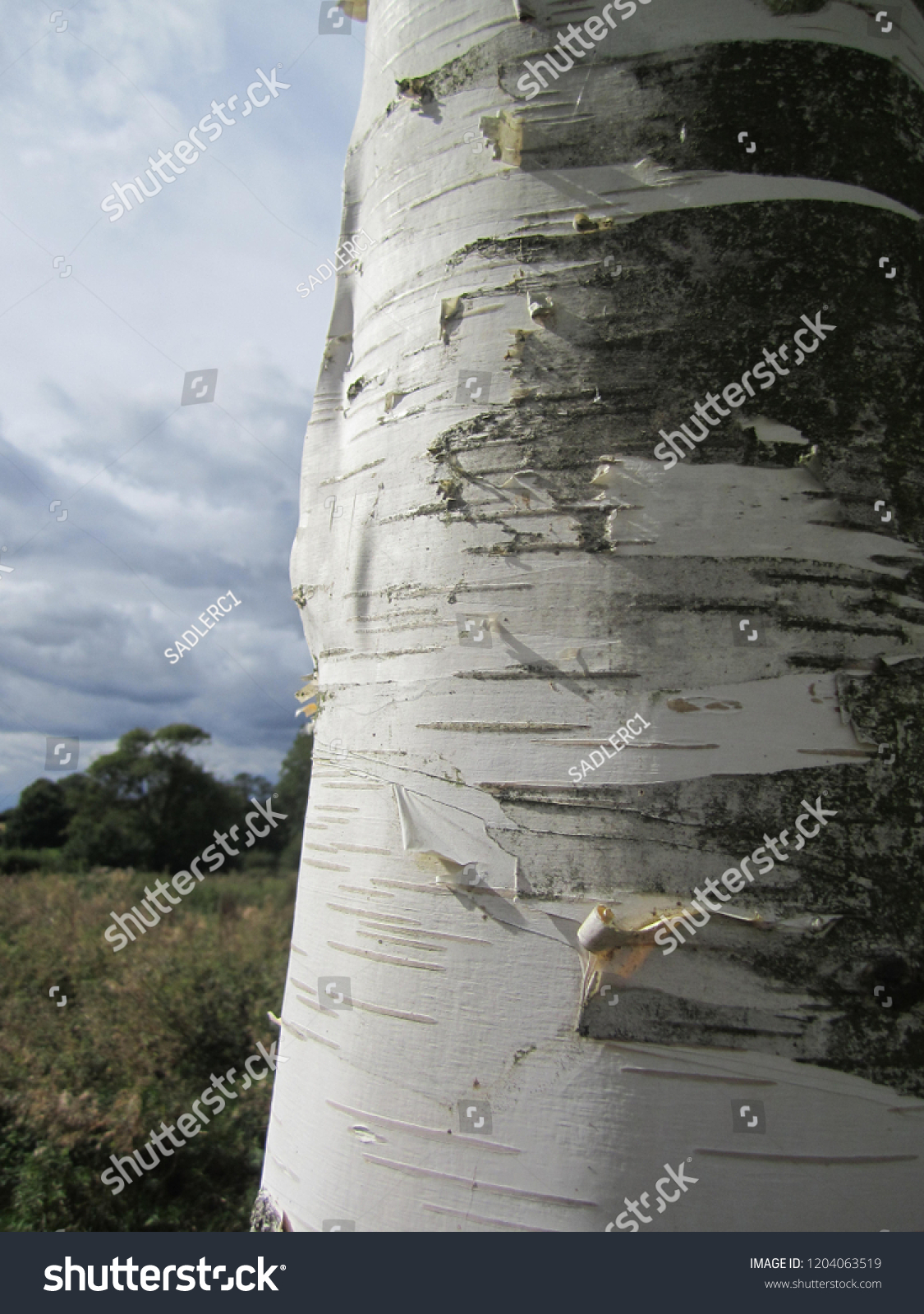 Silver Birch Bark Stock Photo Edit Now