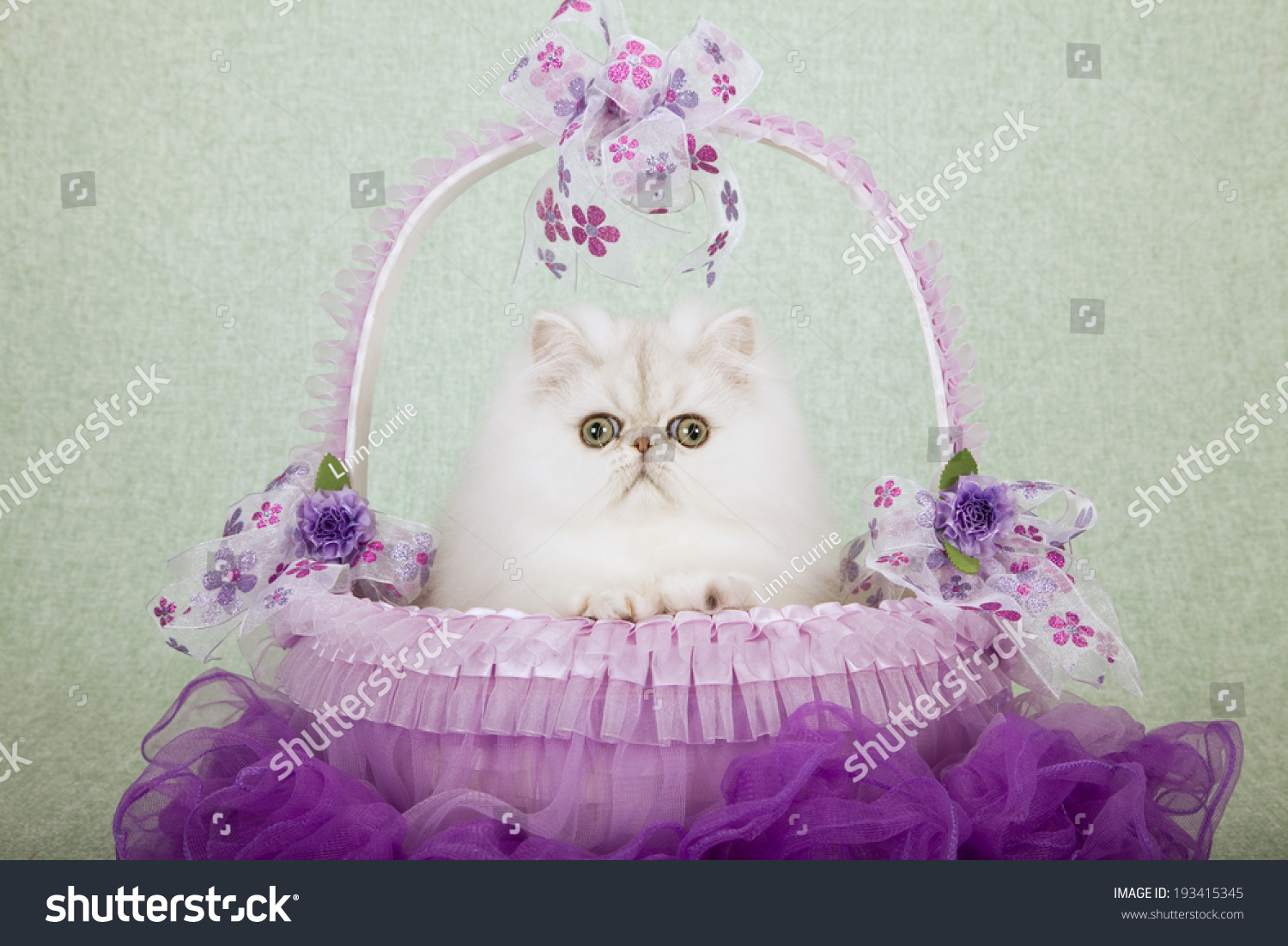 Silver Chinchilla Kitten Sitting Inside Purple Stock Photo Edit