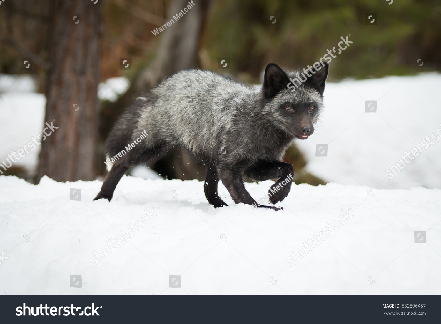 gray fox winter coat