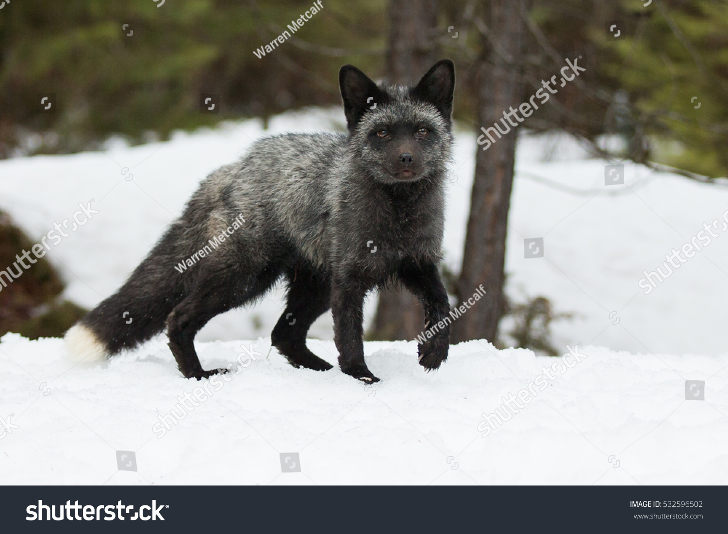 gray fox winter coat