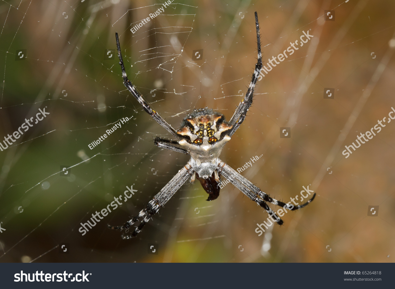 Silver Garden Spider Stock Photo Edit Now 65264818