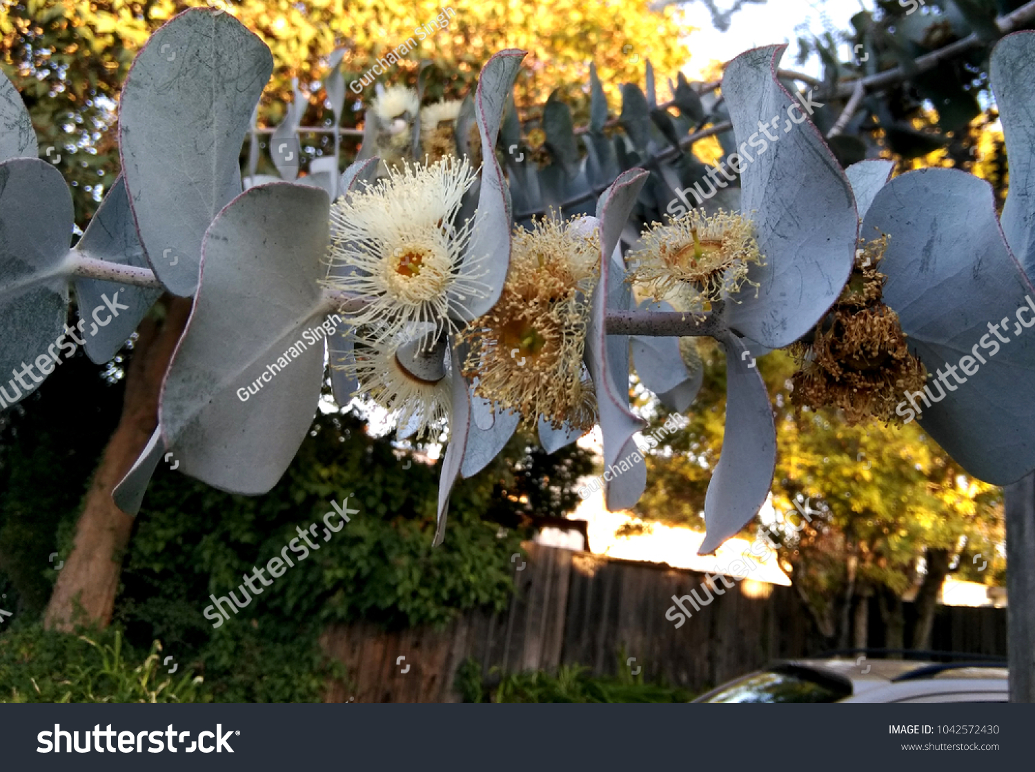 Silverleaf Stringybark Silver Dollar Tree Eucalyptus Stock Photo Edit Now