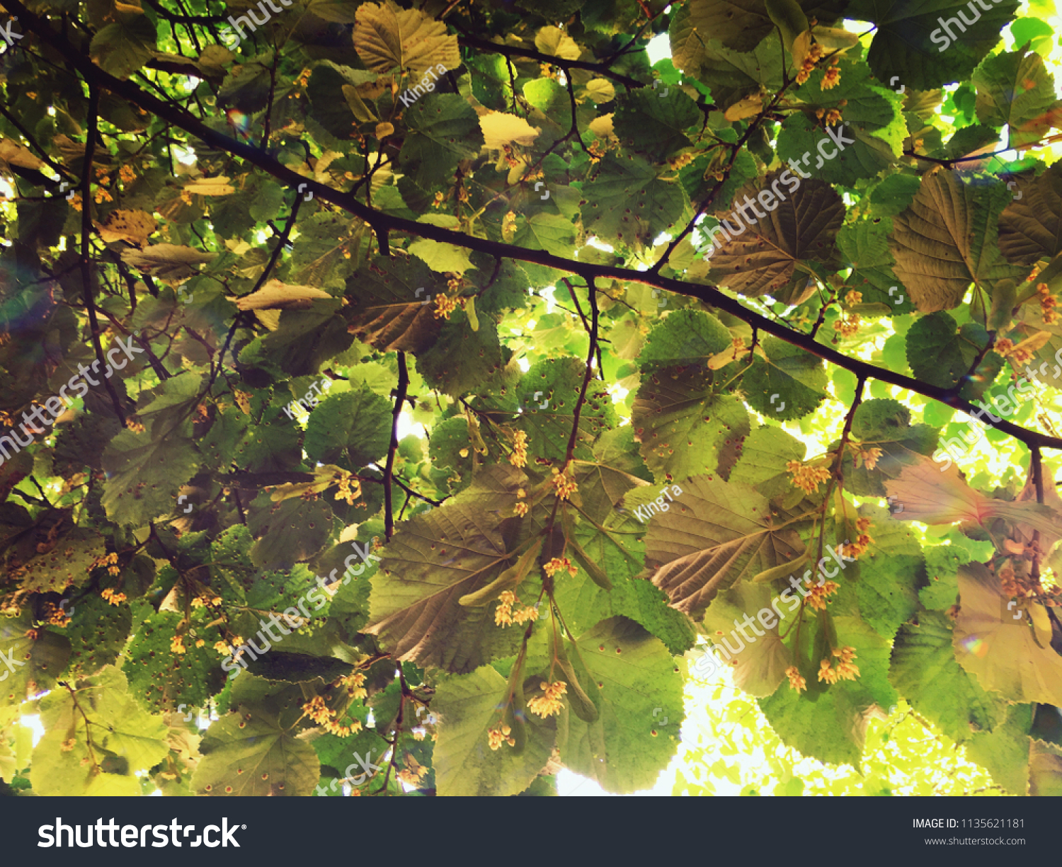 Silver Linden Tree Branches Leaves Flowers Stock Photo Edit Now