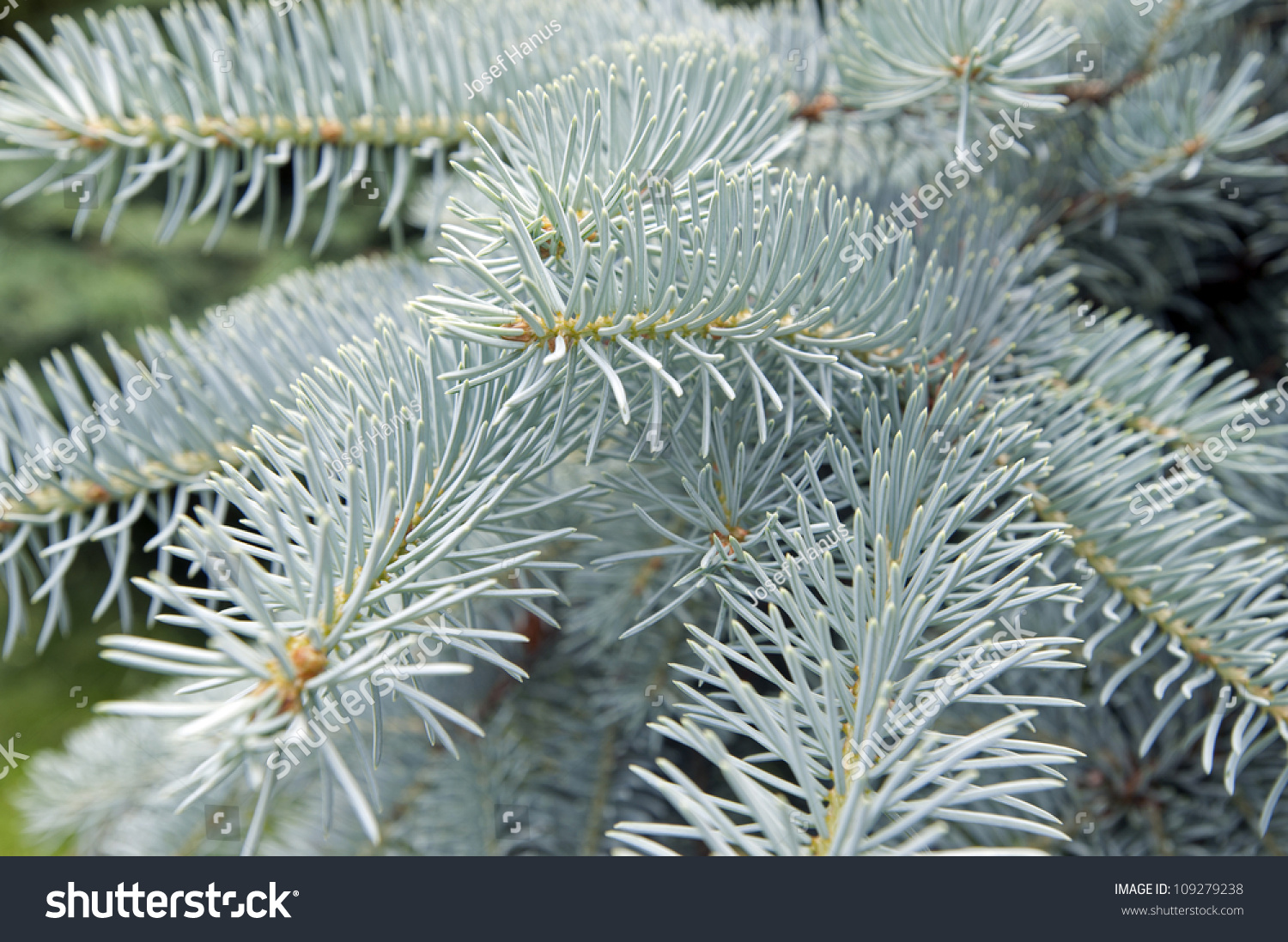 Silver Spruce Tree (Picea Pungens) Stock Photo 109279238 : Shutterstock