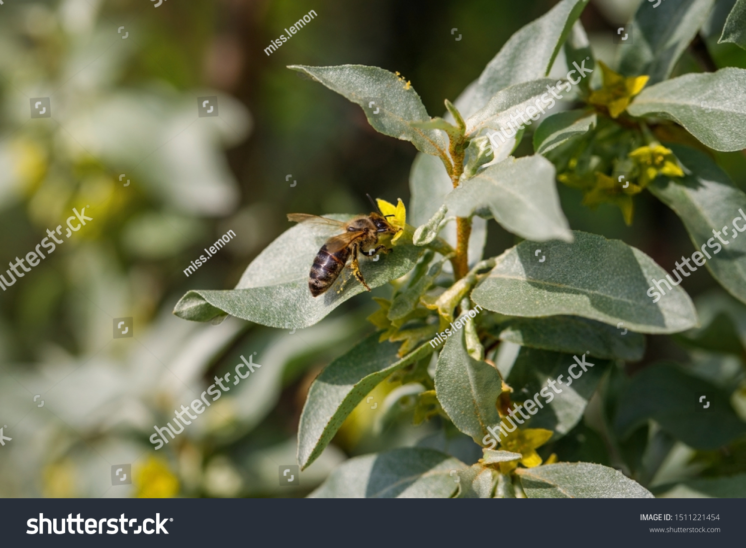 Silverberry Rabbitberry Elaeagnus Commutata Background Bee Stock Photo Edit Now