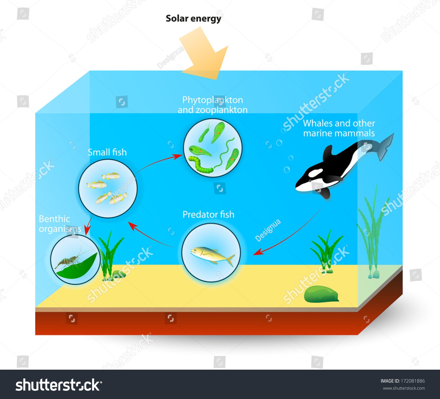 41+ Food Chain In The Ocean Diagram Gif