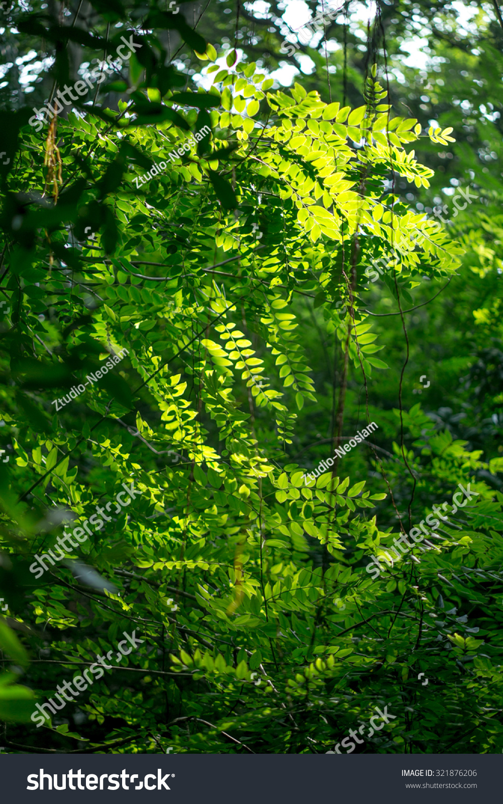 Nature Background Photo (Edit Now) 321876206