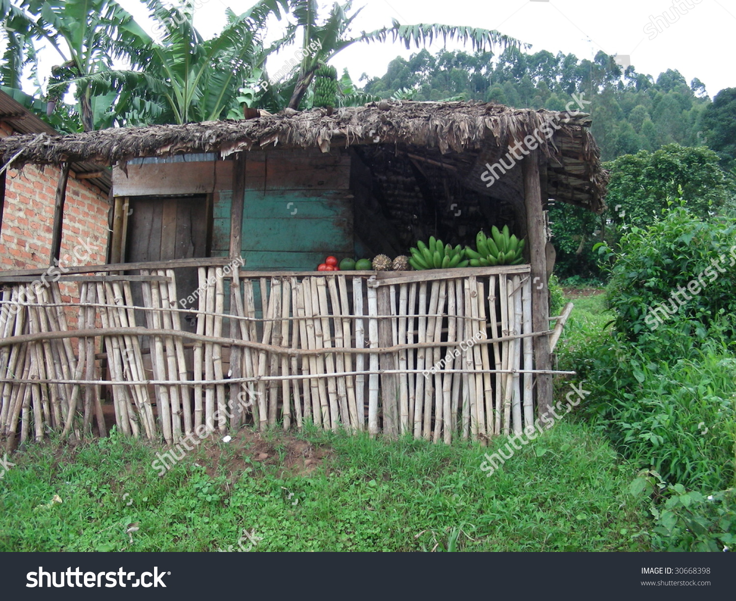 Simple Shack In The Rainforest With Fruit Stock Photo 30668398 ...